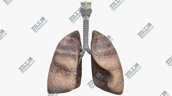 images/goods_img/20210312/3D Respiratory System model/1.jpg